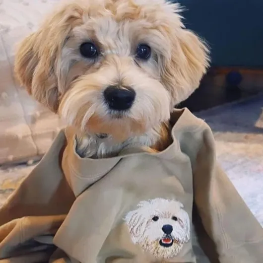 615IU3rREXL._AC_SL1001_