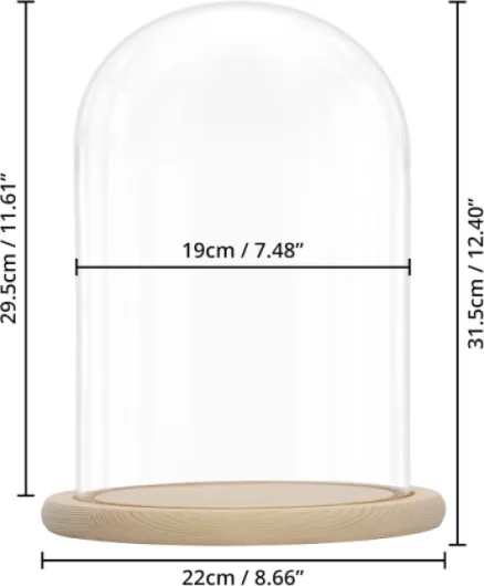 Cloche en Verre avec Socle en Bois Naturel - 31,5 cm - Cloche en Verre Décorative Transparente avec Plateau en Bois pour Lumières, Décorations de Table, Antiquités